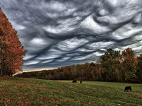 asperatus